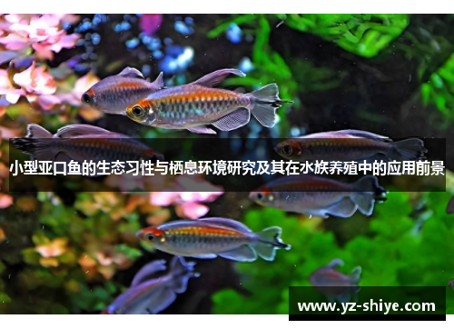 小型亚口鱼的生态习性与栖息环境研究及其在水族养殖中的应用前景